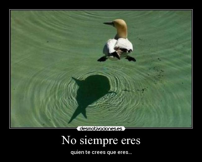 No siempre eres -