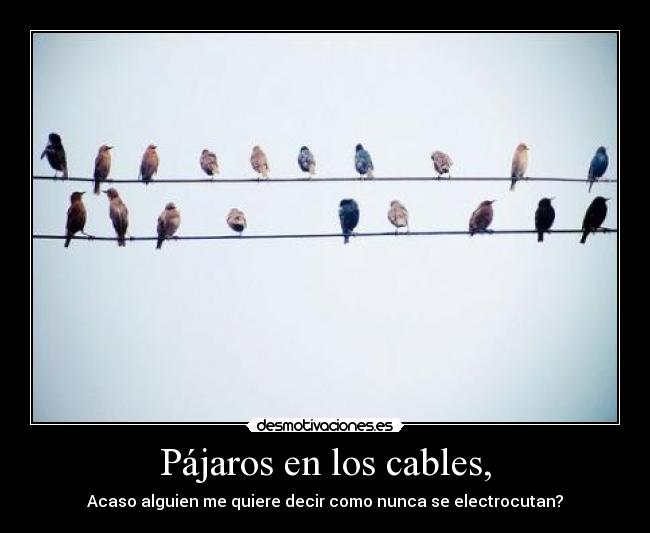 Pájaros en los cables, - Acaso alguien me quiere decir como nunca se electrocutan?