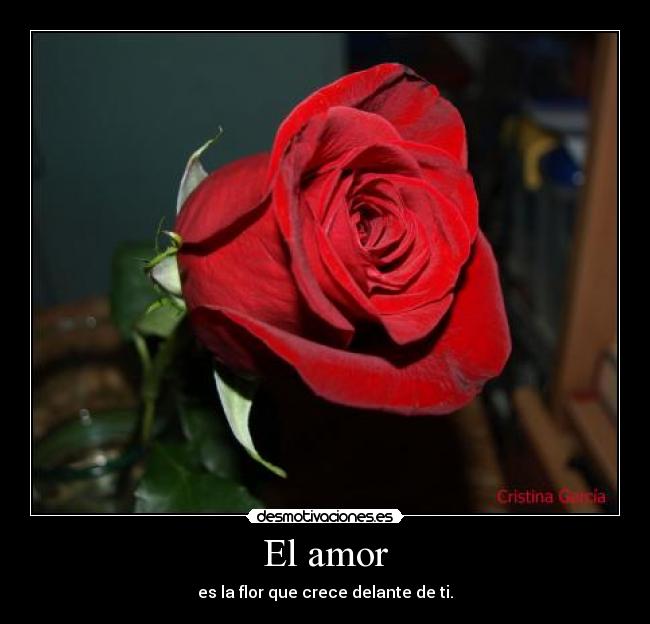 El amor - 