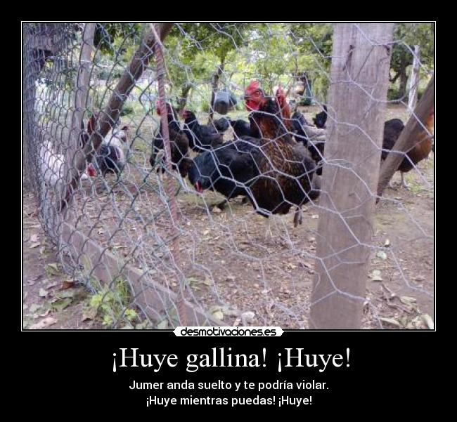 ¡Huye gallina! ¡Huye! - 