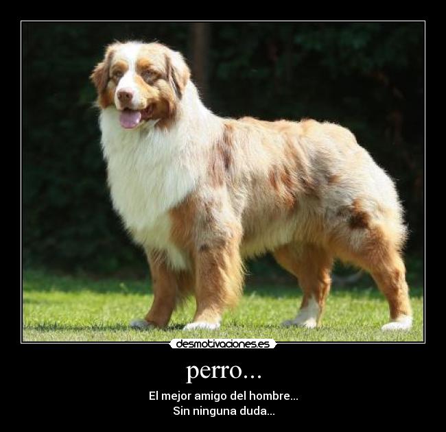 perro... - El mejor amigo del hombre...
Sin ninguna duda...