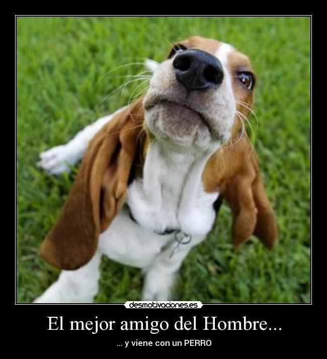 El mejor amigo del Hombre... - 