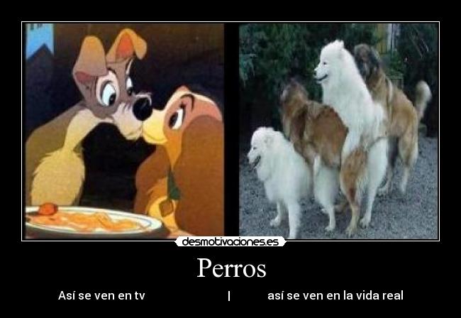 carteles perros fuck logic desmotivaciones