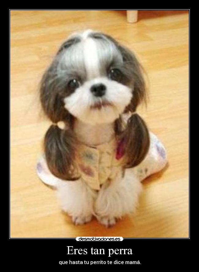 Eres tan perra - 