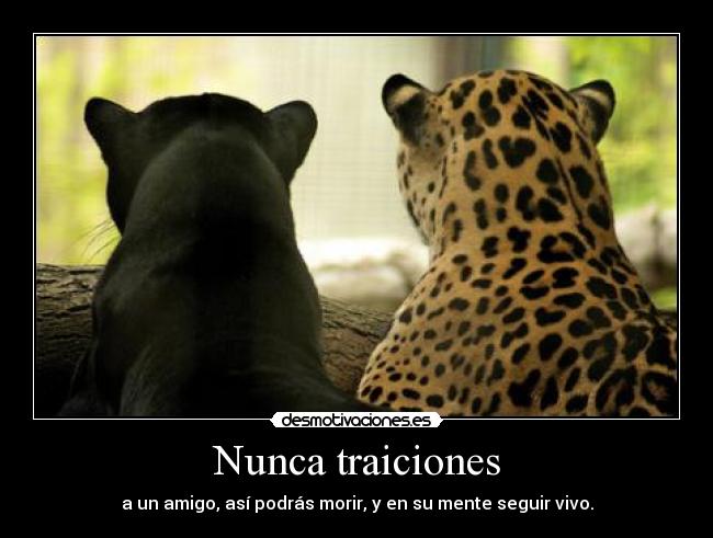 Nunca traiciones - 