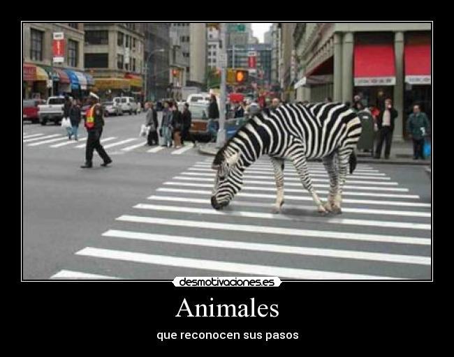 Animales - que reconocen sus pasos