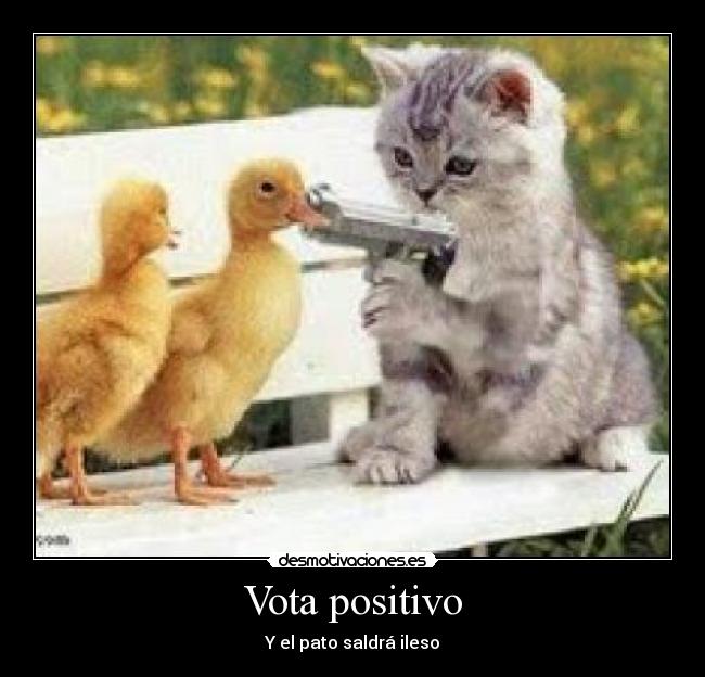 carteles gatos desmotivaciones