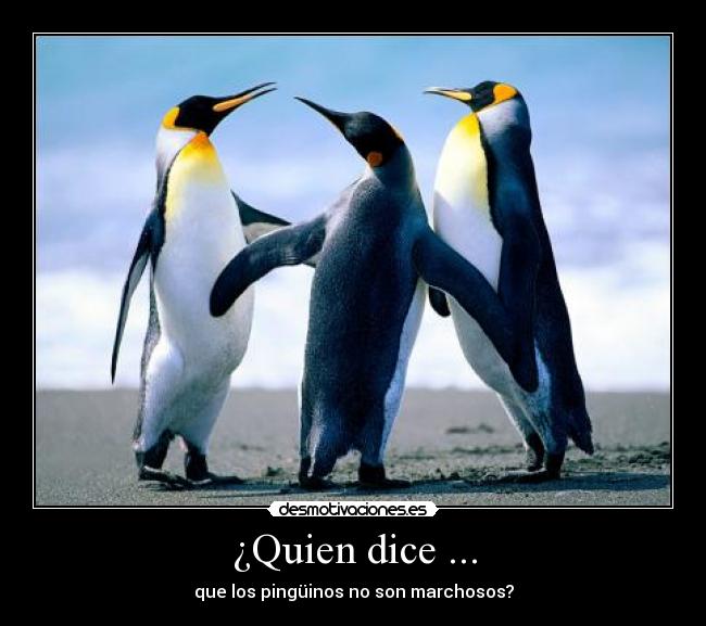 ¿Quien dice ... - que los pingüinos no son marchosos?
