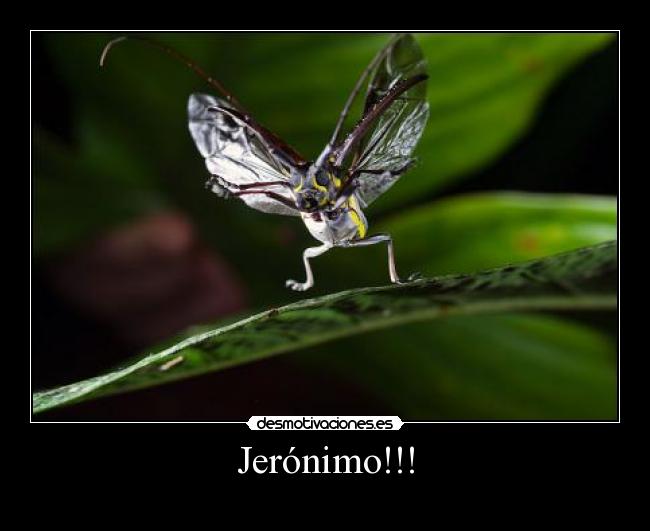 Jerónimo!!! - 