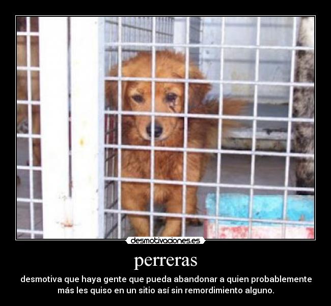 perreras - desmotiva que haya gente que pueda abandonar a quien probablemente
más les quiso en un sitio así sin remordimiento alguno.