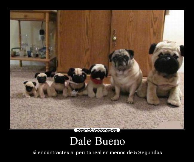 Dale Bueno - si encontrastes al perrito real en menos de 5 Segundos