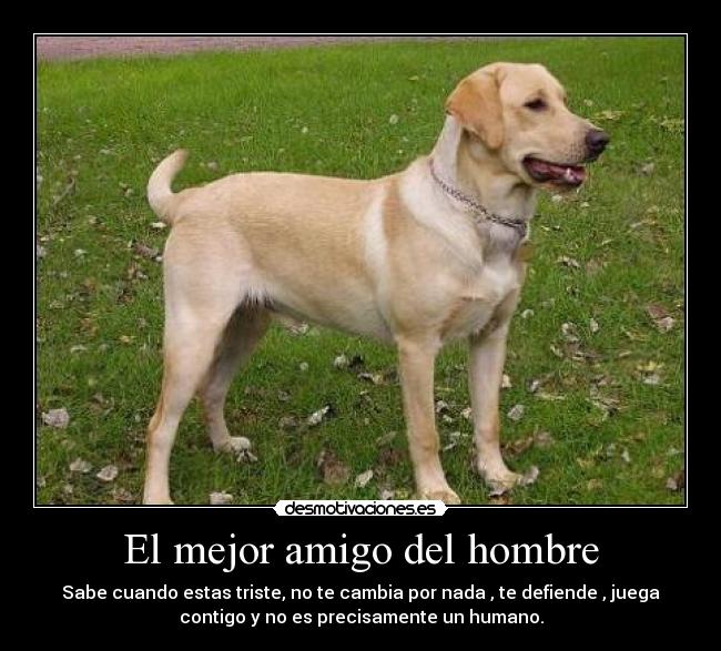 El mejor amigo del hombre - Sabe cuando estas triste, no te cambia por nada , te defiende , juega
contigo y no es precisamente un humano.