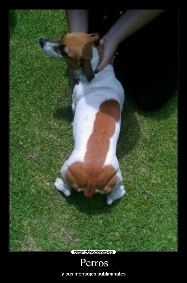 Perros - y sus mensajes subliminales