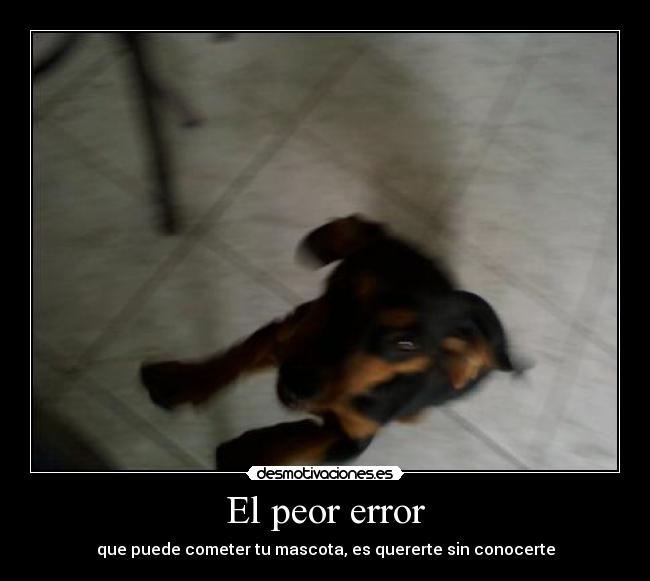 El peor error - que puede cometer tu mascota, es quererte sin conocerte
