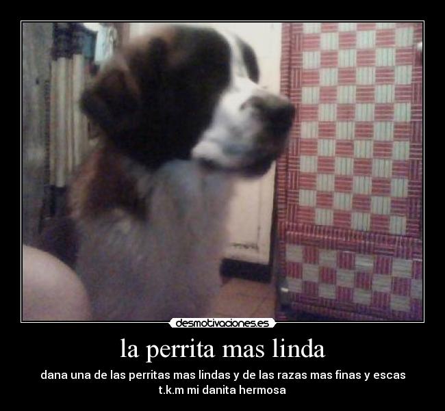 la perrita mas linda -