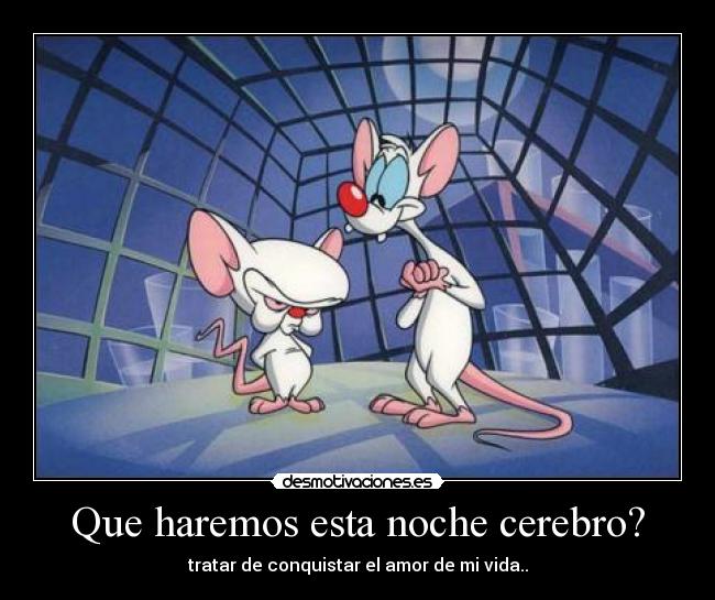 Que haremos esta noche cerebro? - tratar de conquistar el amor de mi vida..