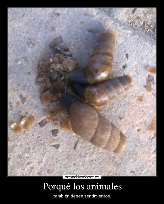 Porqué los animales - también tienen sentimientos.