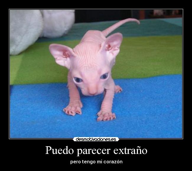 Puedo parecer extraño - pero tengo mi corazón