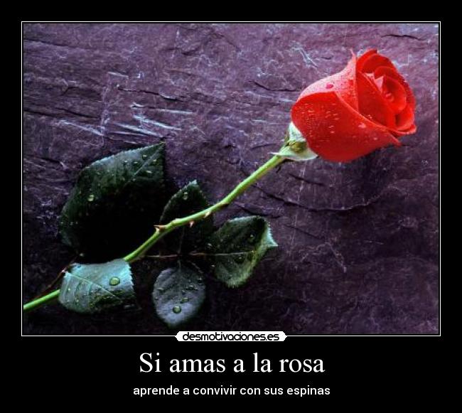 Si amas a la rosa - 