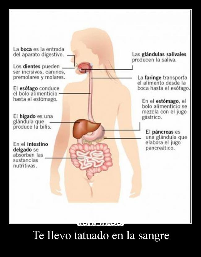 Te llevo tatuado en la sangre -