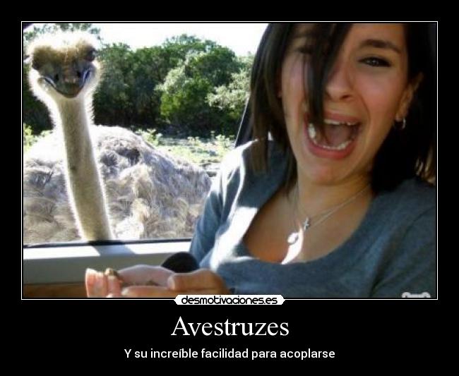 carteles avestruuuuuuuuuuuuuuuuuuuuuuuuuuuuuuuz desmotivaciones
