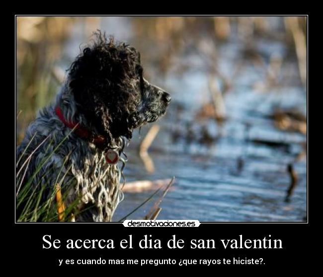 Se acerca el dia de san valentin - y es cuando mas me pregunto ¿que rayos te hiciste?.