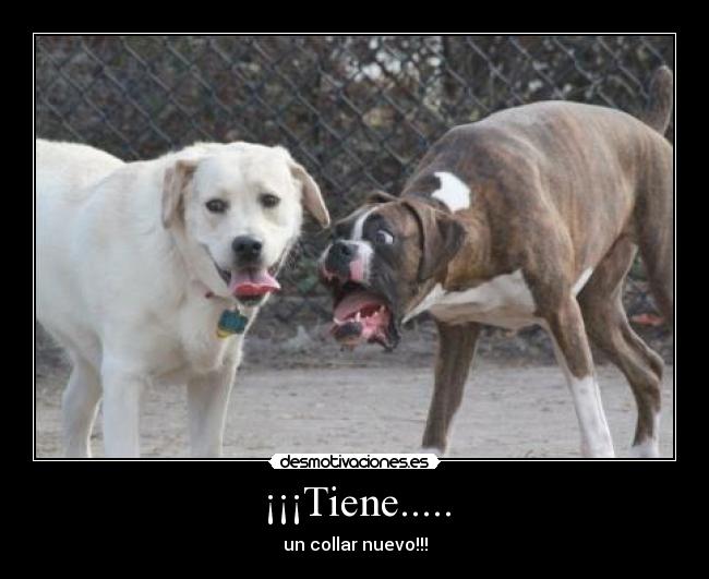 ¡¡¡Tiene..... - un collar nuevo!!!