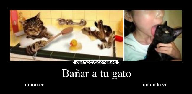 Bañar a tu gato - como es como lo ve