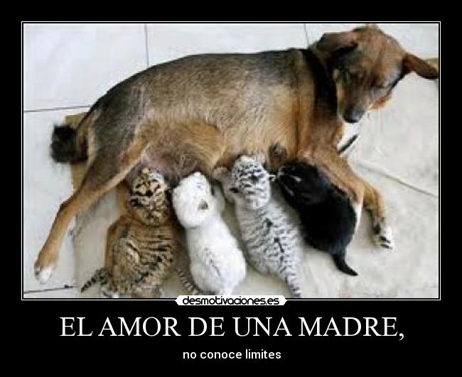 EL AMOR DE UNA MADRE, -
