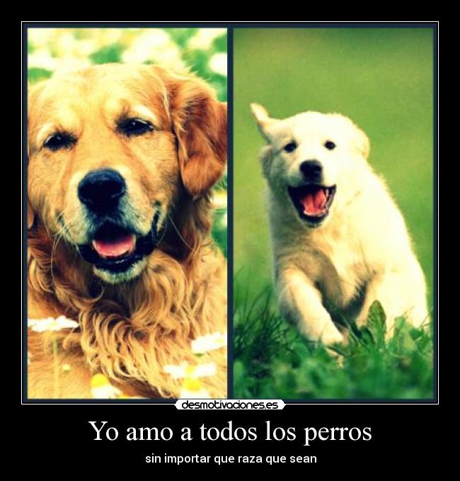 Yo amo a todos los perros - sin importar que raza que sean