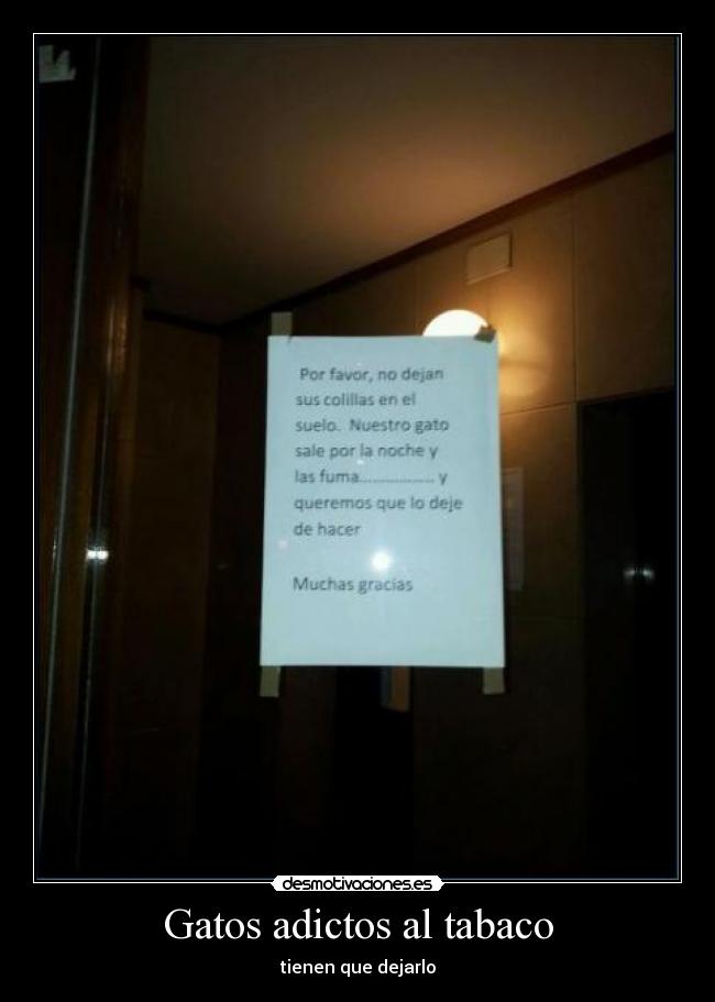 Gatos adictos al tabaco - tienen que dejarlo