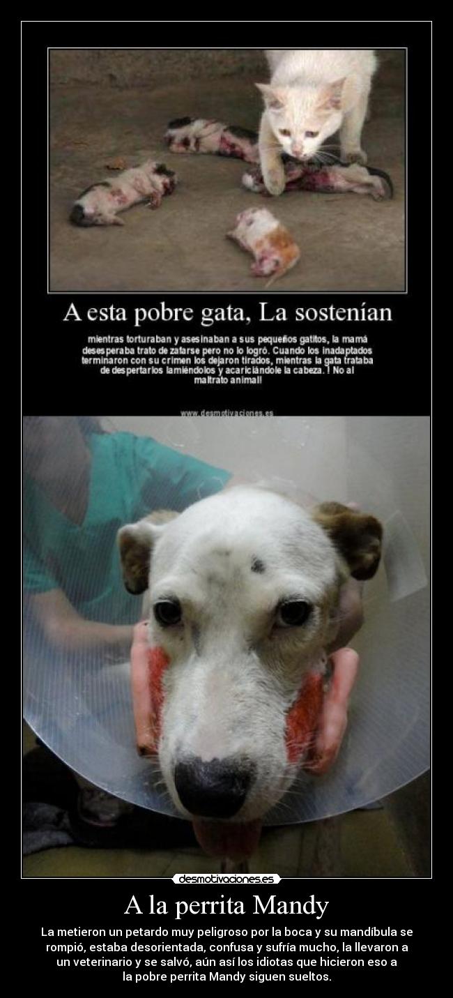 A la perrita Mandy - 