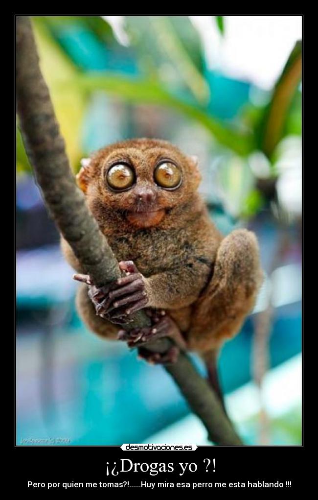 ¡¿Drogas yo ?! -