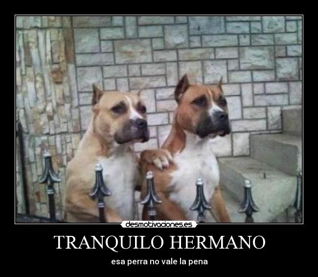 TRANQUILO HERMANO -