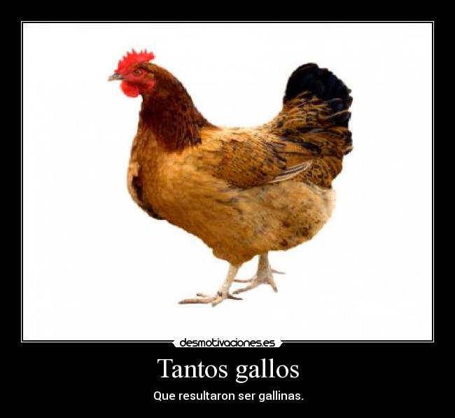 Tantos gallos -