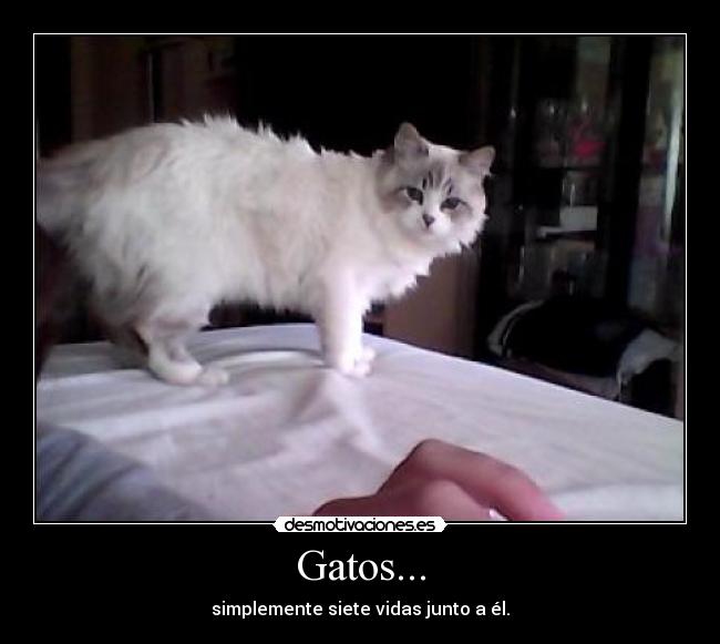 carteles gatos cats desmotivaciones