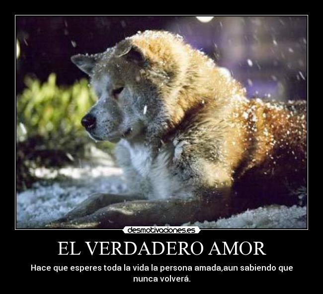 EL VERDADERO AMOR - Hace que esperes toda la vida la persona amada,aun sabiendo que
nunca volverá.