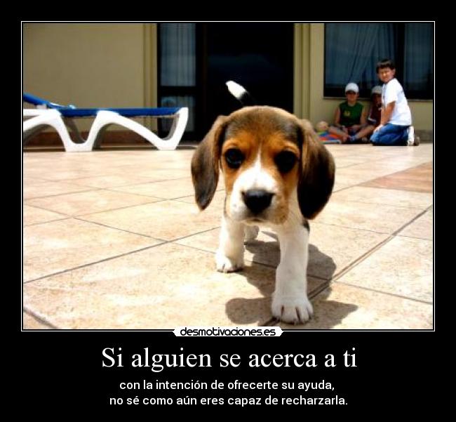 carteles tifani9 ven perrito ven ven desmotivaciones