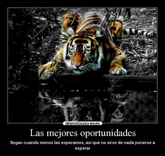 Las mejores oportunidades - 
