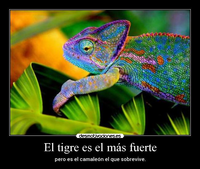 El tigre es el más fuerte - pero es el camaleón el que sobrevive.