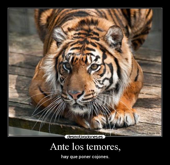 Ante los temores, -