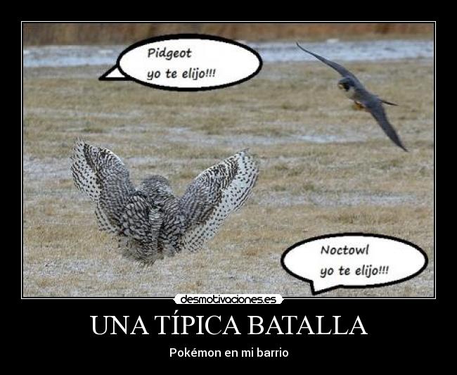UNA TÍPICA BATALLA - Pokémon en mi barrio