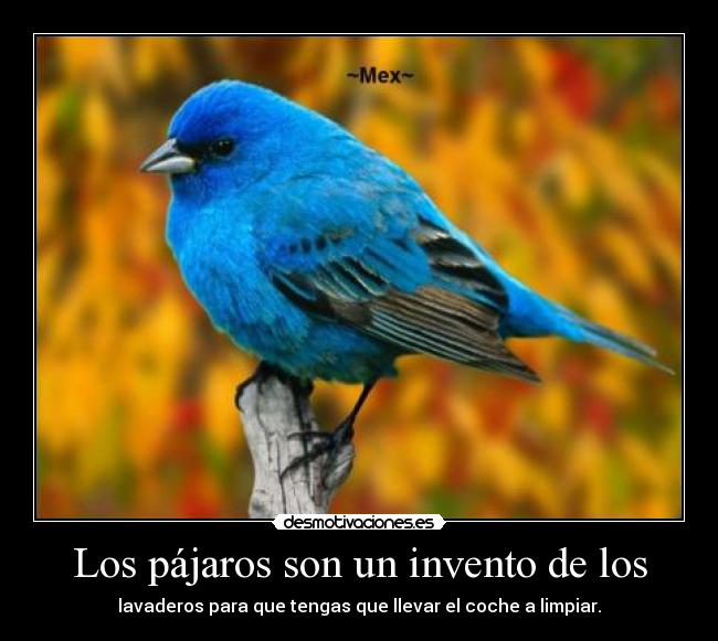 Los pájaros son un invento de los - lavaderos para que tengas que llevar el coche a limpiar.