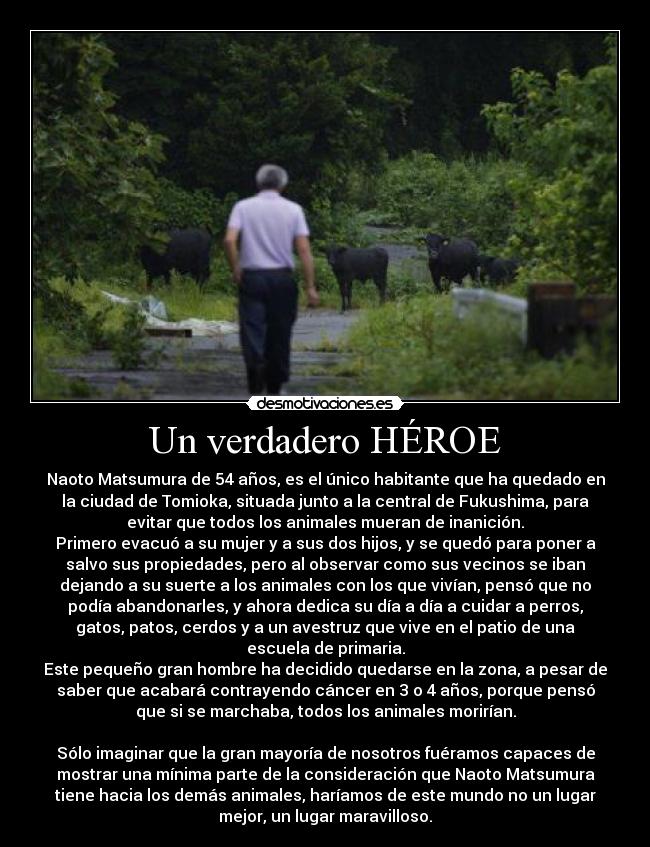 Un verdadero HÉROE - Naoto Matsumura de 54 años, es el único habitante que ha quedado en
la ciudad de Tomioka, situada junto a la central de Fukushima, para
evitar que todos los animales mueran de inanición.
Primero evacuó a su mujer y a sus dos hijos, y se quedó para poner a
salvo sus propiedades, pero al observar como sus vecinos se iban
dejando a su suerte a los animales con los que vivían, pensó que no
podía abandonarles, y ahora dedica su día a día a cuidar a perros,
gatos, patos, cerdos y a un avestruz que vive en el patio de una
escuela de primaria.
Este pequeño gran hombre ha decidido quedarse en la zona, a pesar de
saber que acabará contrayendo cáncer en 3 o 4 años, porque pensó
que si se marchaba, todos los animales morirían.
Sólo imaginar que la gran mayoría de nosotros fuéramos capaces de
mostrar una mínima parte de la consideración que Naoto Matsumura
tiene hacia los demás animales, haríamos de este mundo no un lugar
mejor, un lugar maravilloso.