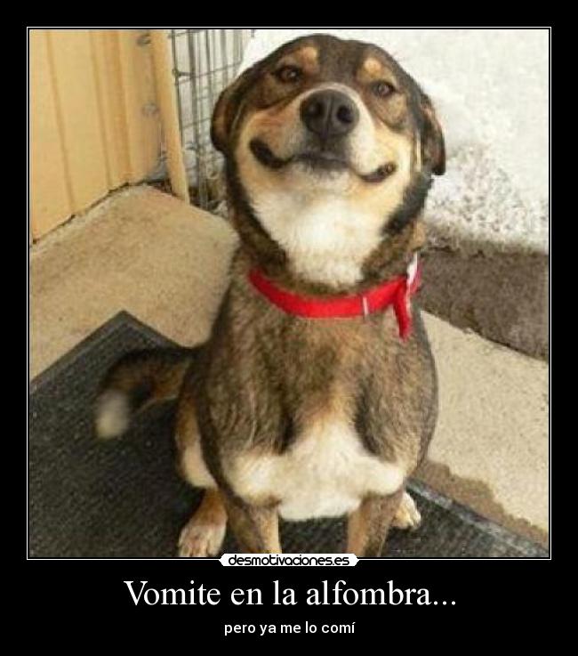 Vomite en la alfombra... - pero ya me lo comí