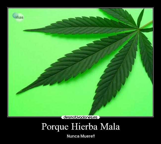 Porque Hierba Mala - Nunca Muere!!