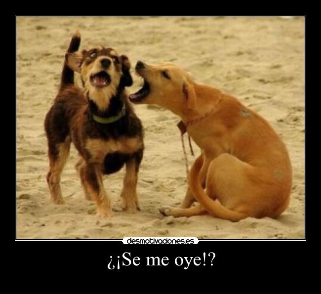 ¿¡Se me oye!? - 