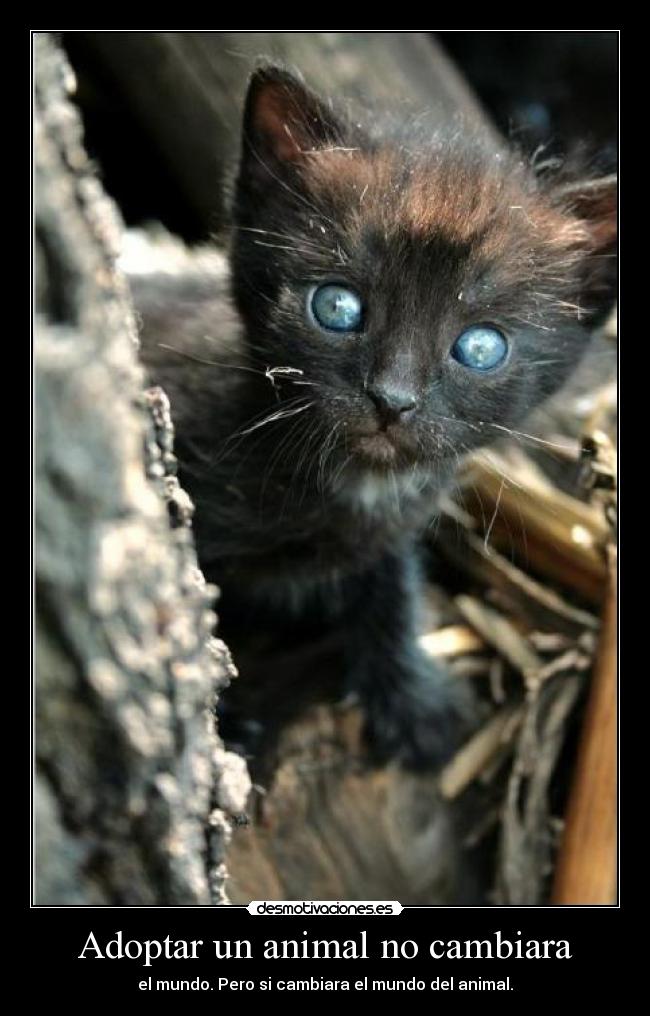 carteles love animals desmotivaciones