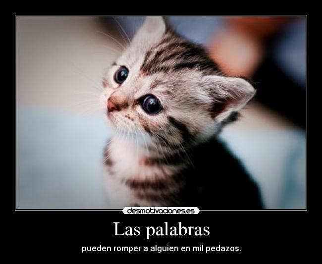 carteles danny taylor swift las palabaras hieren gatito lindo desmotivaciones