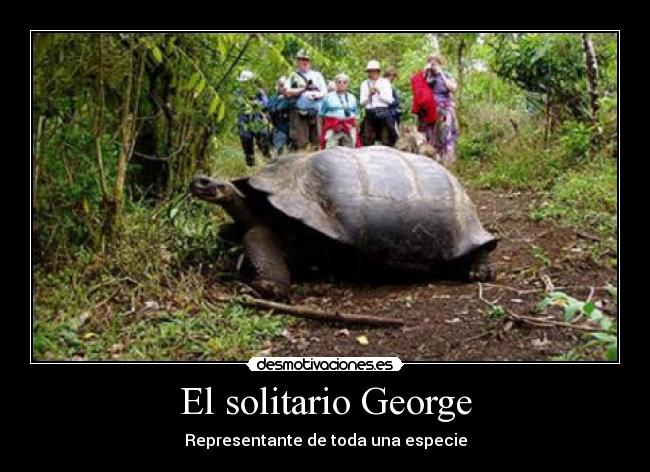 El solitario George -